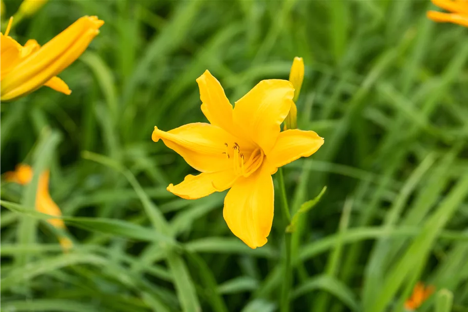 Hemerocallis 'Bela Lugosi'