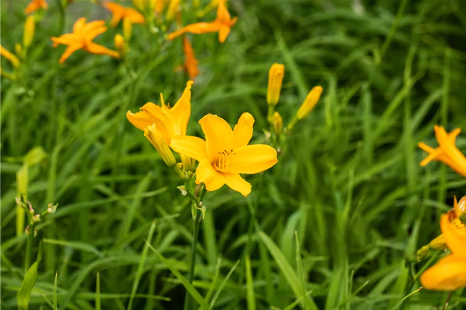 Hemerocallis 'Bela Lugosi'