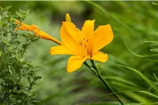 Hemerocallis 'Bela Lugosi'