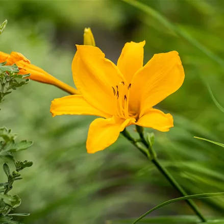 Hemerocallis 'Bela Lugosi'
