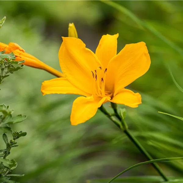 Hemerocallis 'Bela Lugosi'