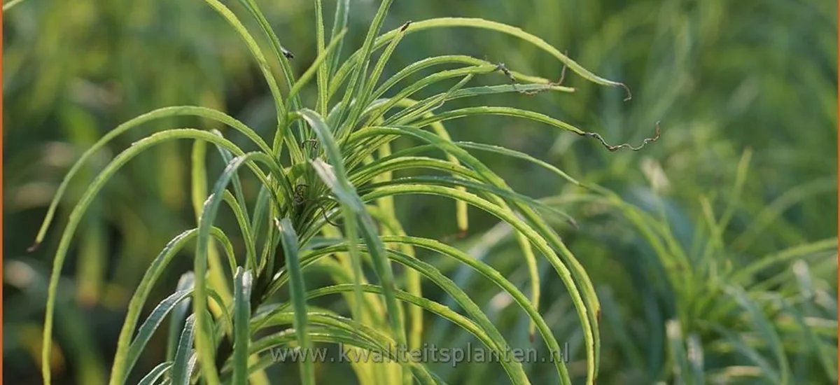 Helianthus salicifolius