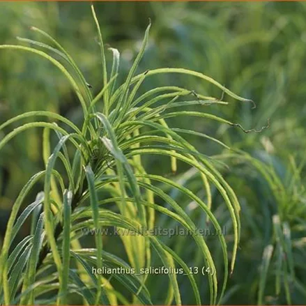 Helianthus salicifolius