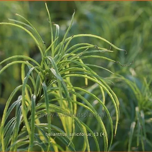 Helianthus salicifolius
