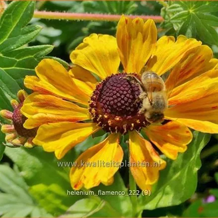 Helenium 'Flamenco'