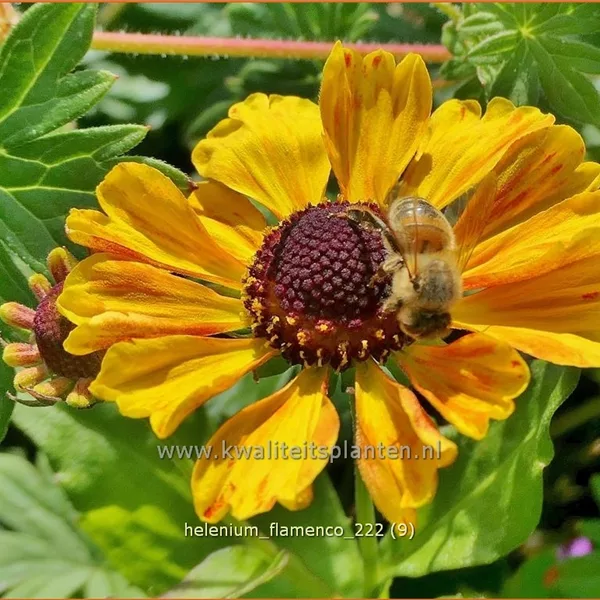 Helenium 'Flamenco'