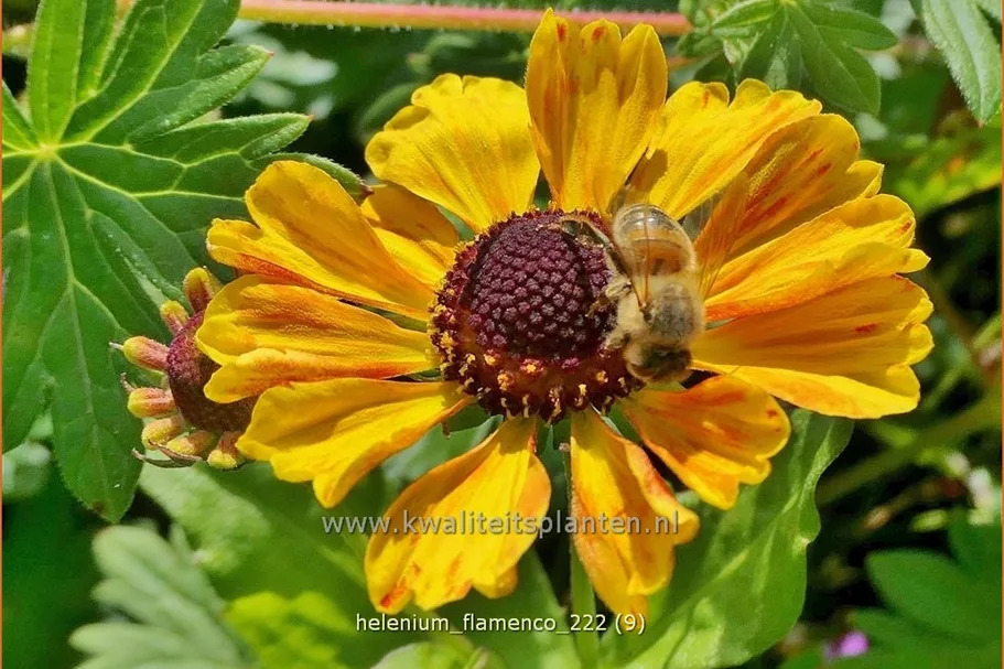 Helenium 'Flamenco'