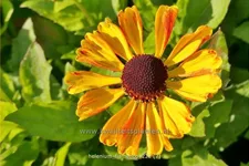 Helenium 'Flamenco'