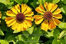 Helenium 'Flamenco'