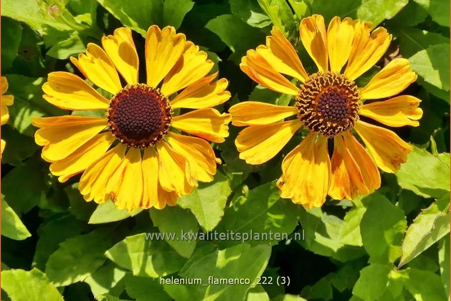 Helenium 'Flamenco'