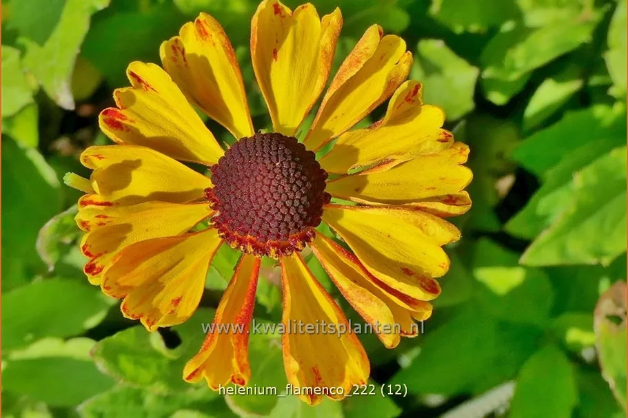 Helenium 'Flamenco'
