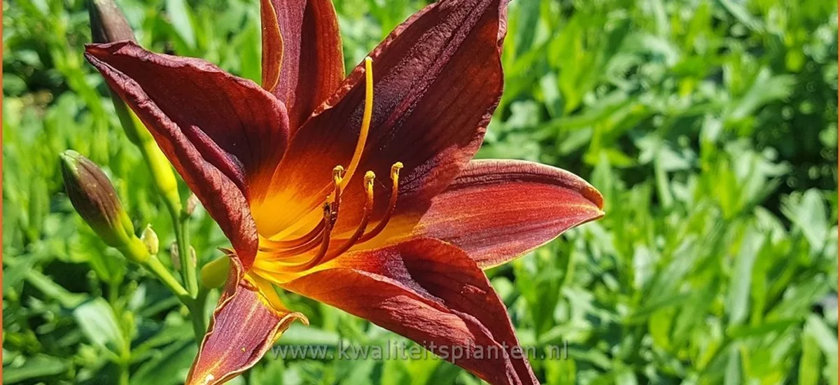 Hemerocallis 'Black Prince'