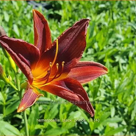 Hemerocallis 'Black Prince'
