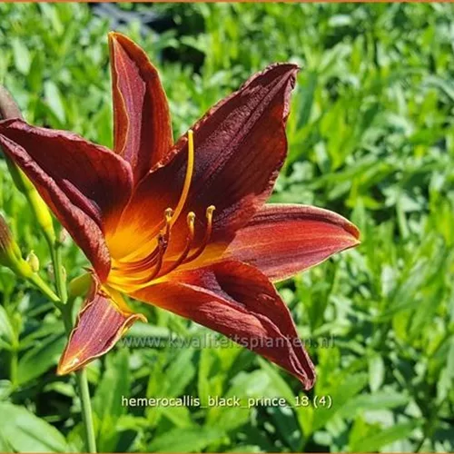 Hemerocallis 'Black Prince'