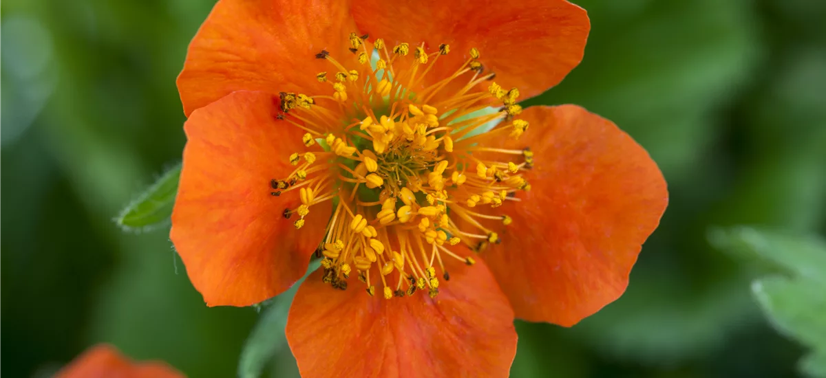 Geum x heldreichii 'Georgenberg'
