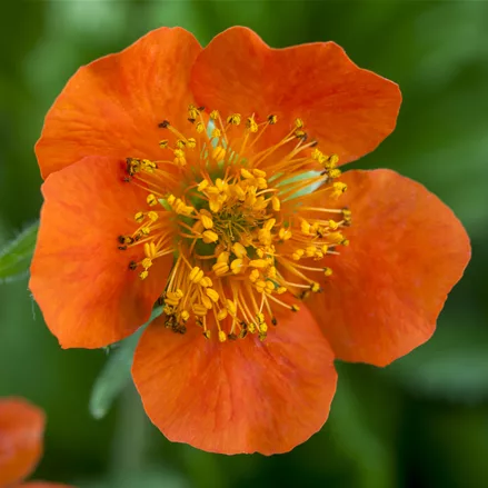 Geum x heldreichii 'Georgenberg'