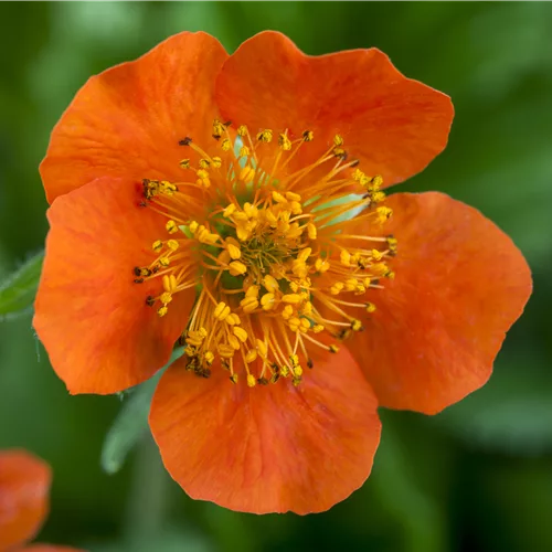 Geum x heldreichii 'Georgenberg'