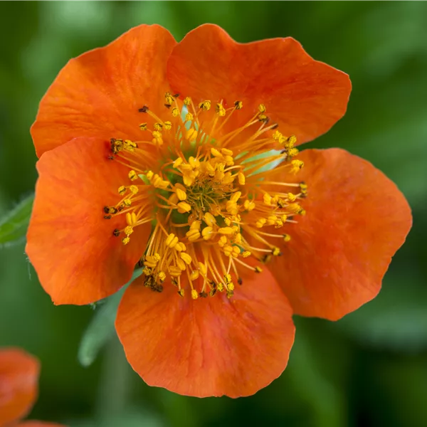 Geum x heldreichii 'Georgenberg'