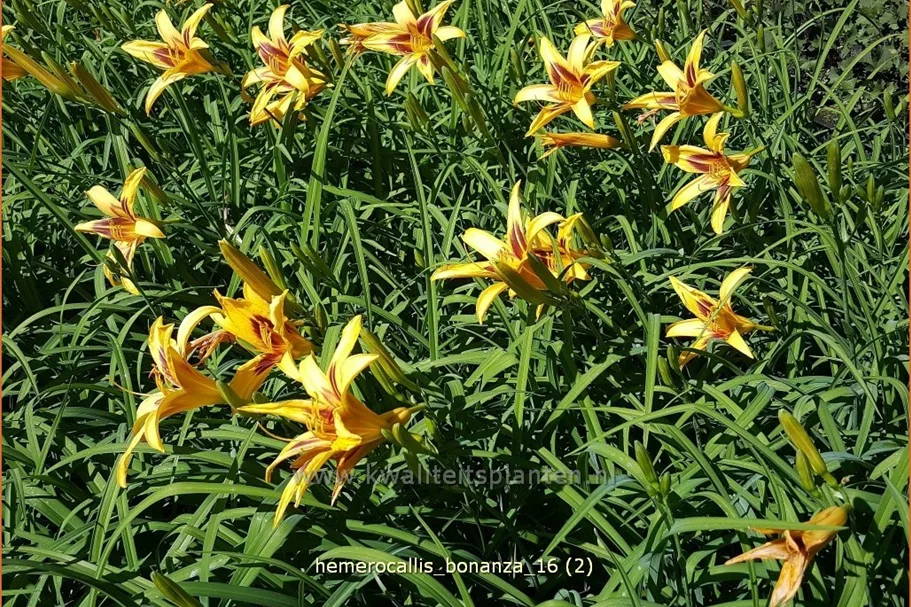 Hemerocallis 'Bonanza'