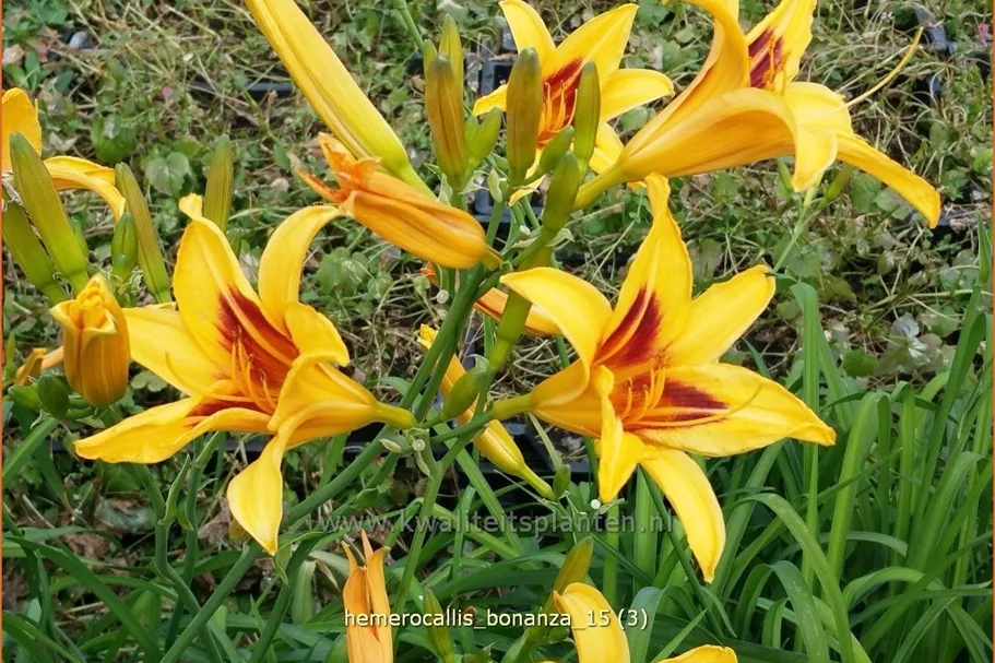 Hemerocallis 'Bonanza'