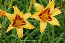 Hemerocallis 'Bonanza'
