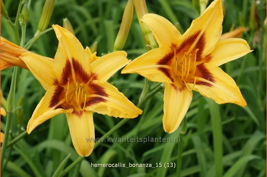 Hemerocallis 'Bonanza'