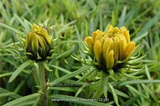 Helianthus salicifolius 'Table Mountain'
