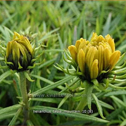 Helianthus salicifolius 'Table Mountain'