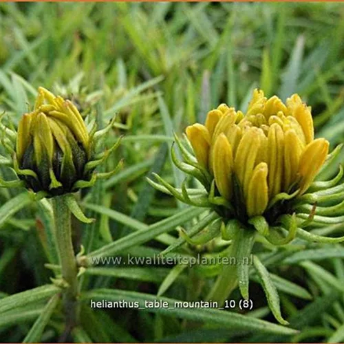 Helianthus salicifolius 'Table Mountain'
