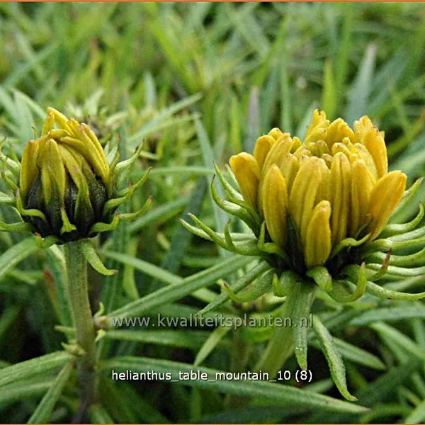 Helianthus salicifolius 'Table Mountain'