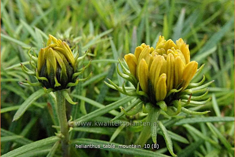 Helianthus salicifolius 'Table Mountain'