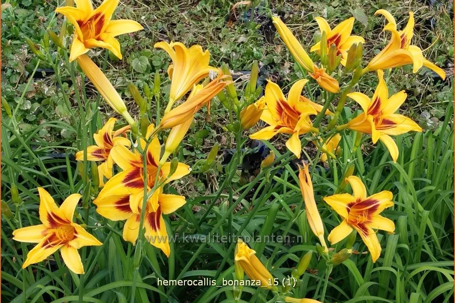 Hemerocallis 'Bonanza'