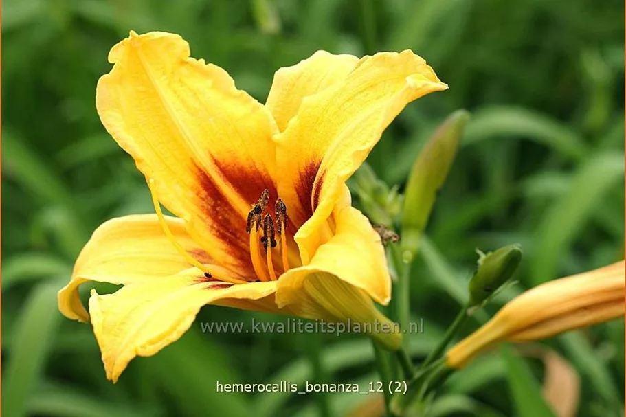 Hemerocallis 'Bonanza'