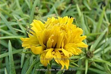 Helianthus salicifolius 'Table Mountain'