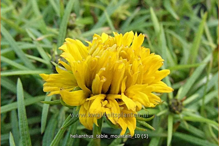 Helianthus salicifolius 'Table Mountain'