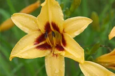 Hemerocallis 'Bonanza'
