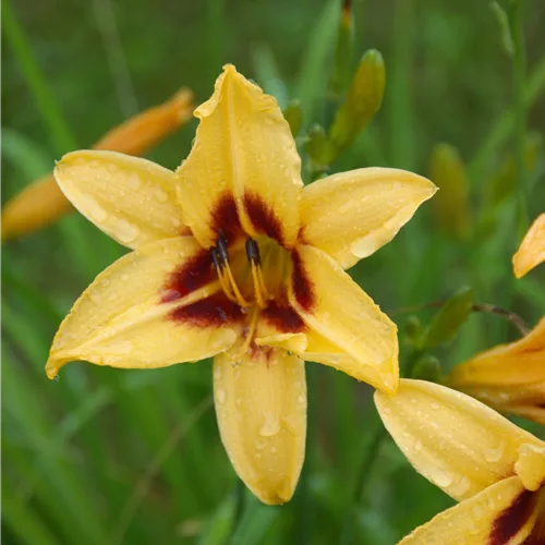Hemerocallis 'Bonanza'