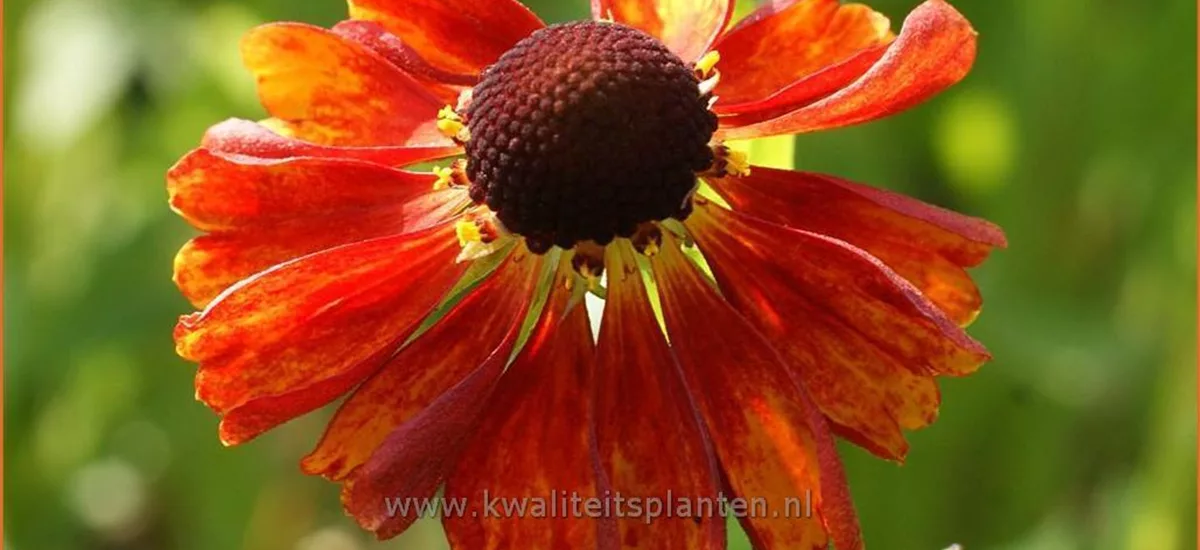 Helenium 'Flammendes Käthchen'