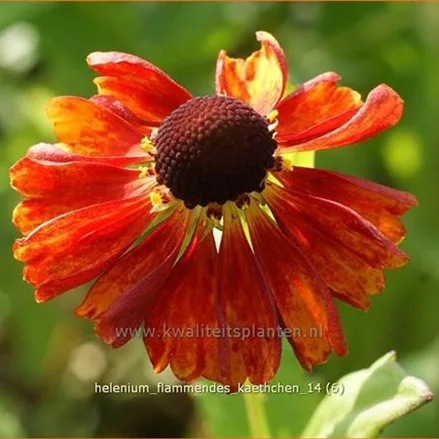 Helenium 'Flammendes Käthchen'