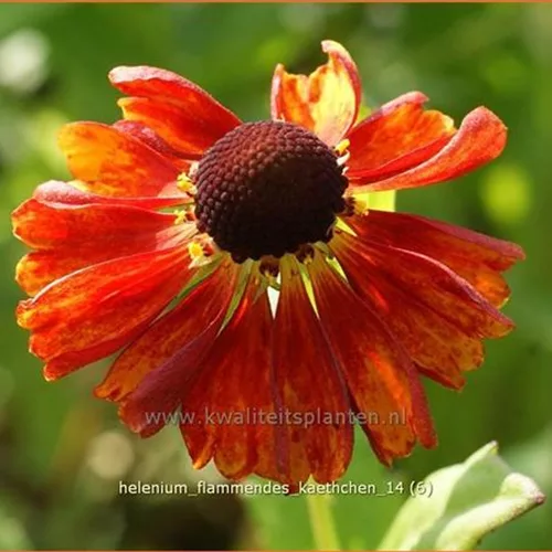 Helenium 'Flammendes Käthchen'