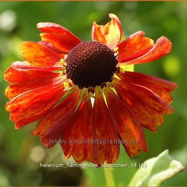 Helenium 'Flammendes Käthchen'