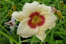 Hemerocallis 'Brilliant Circle'