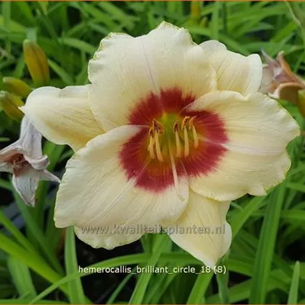 Hemerocallis 'Brilliant Circle'