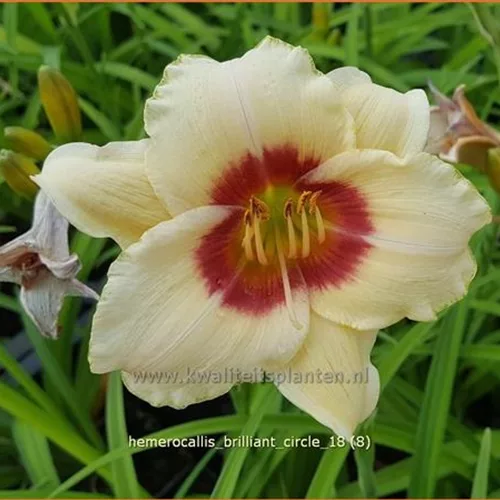 Hemerocallis 'Brilliant Circle'