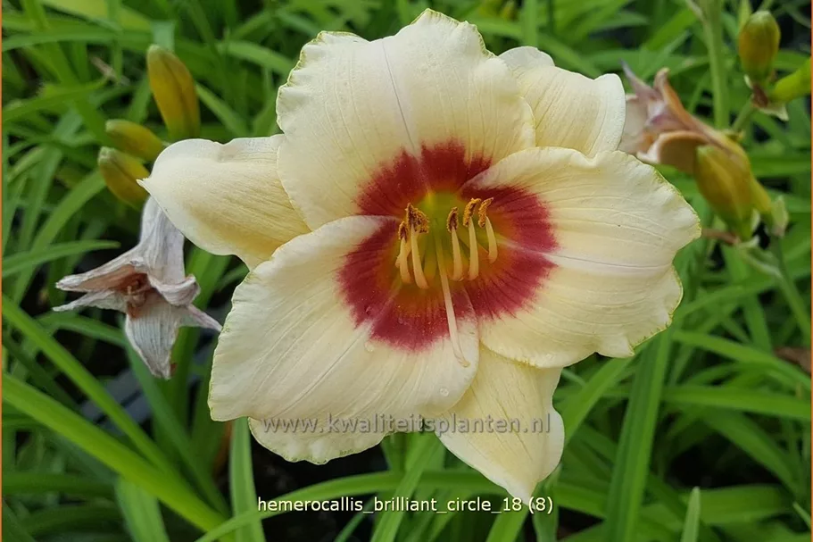 Hemerocallis 'Brilliant Circle'
