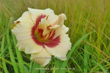 Hemerocallis 'Brilliant Circle'