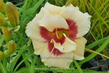 Hemerocallis 'Brilliant Circle'