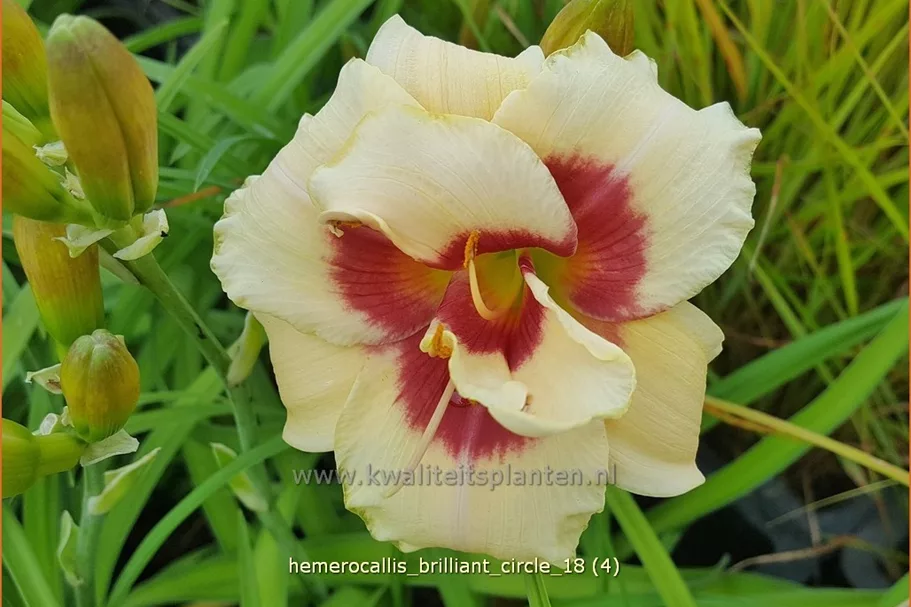 Hemerocallis 'Brilliant Circle'