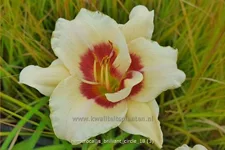 Hemerocallis 'Brilliant Circle'