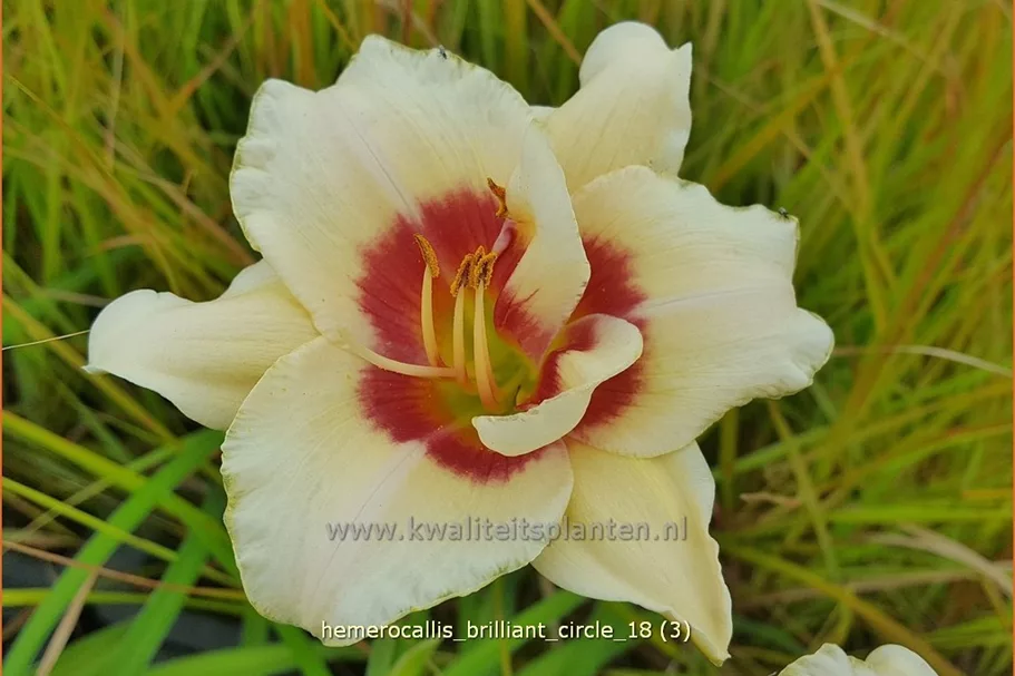 Hemerocallis 'Brilliant Circle'